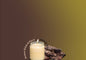 Fondants Parfumés - Senteurs Florales & Boisées